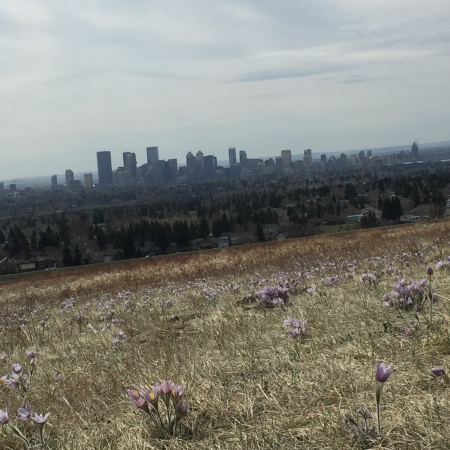 Solve Calgary from Nose Hill. Canada. jigsaw puzzle online with 49 pieces