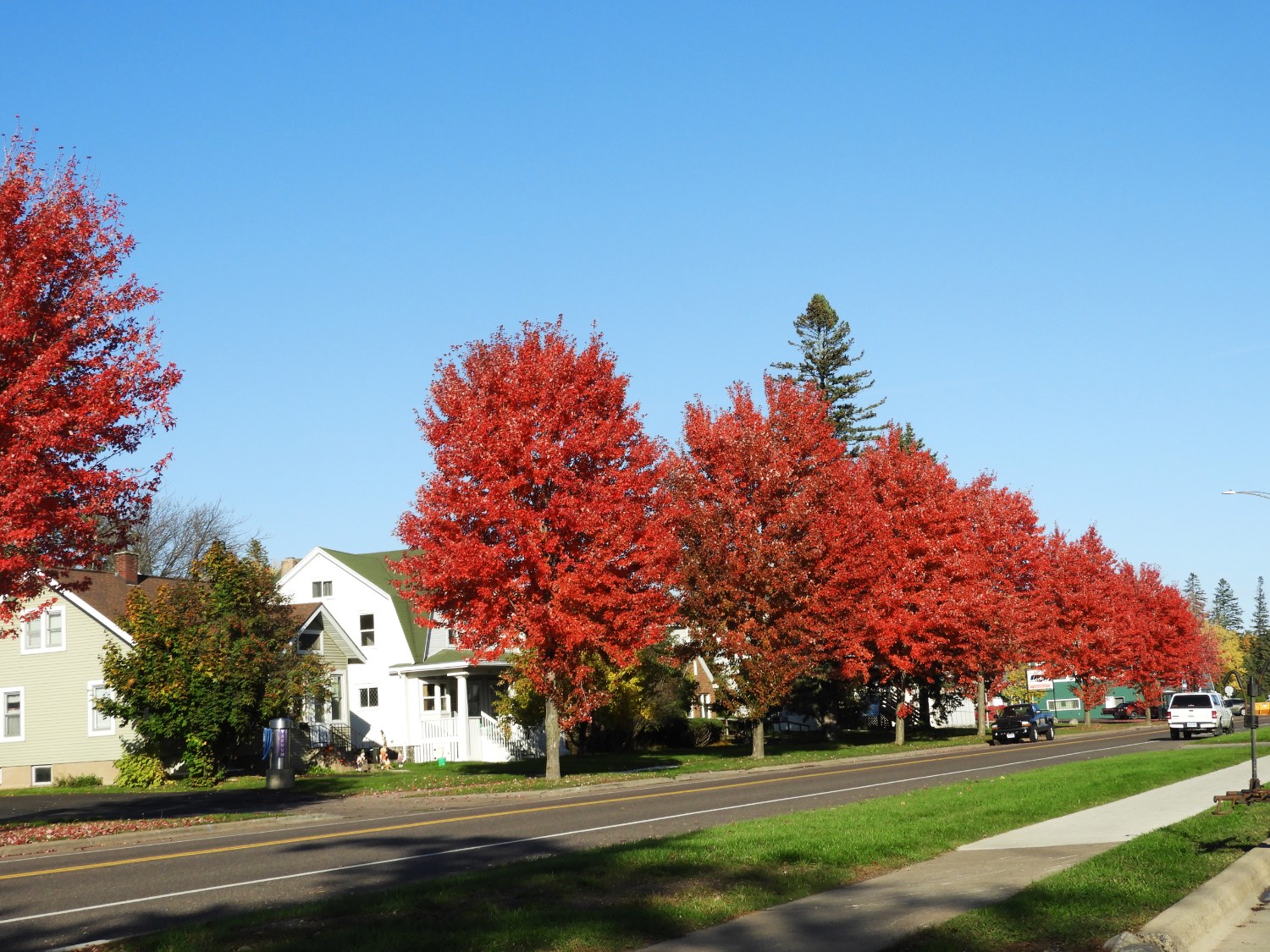 Solve A row of brightred trees in Duluth, MN jigsaw puzzle online with