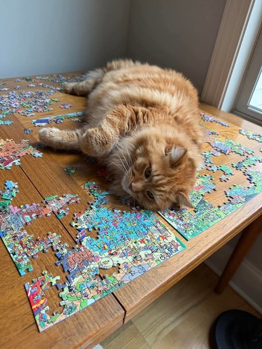Solve Puzzle solver needs a rest jigsaw puzzle online with 80 pieces