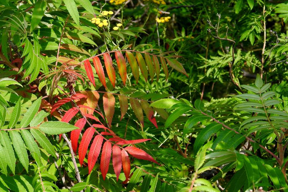 Solve sumac is the first to change jigsaw puzzle online with 12 pieces