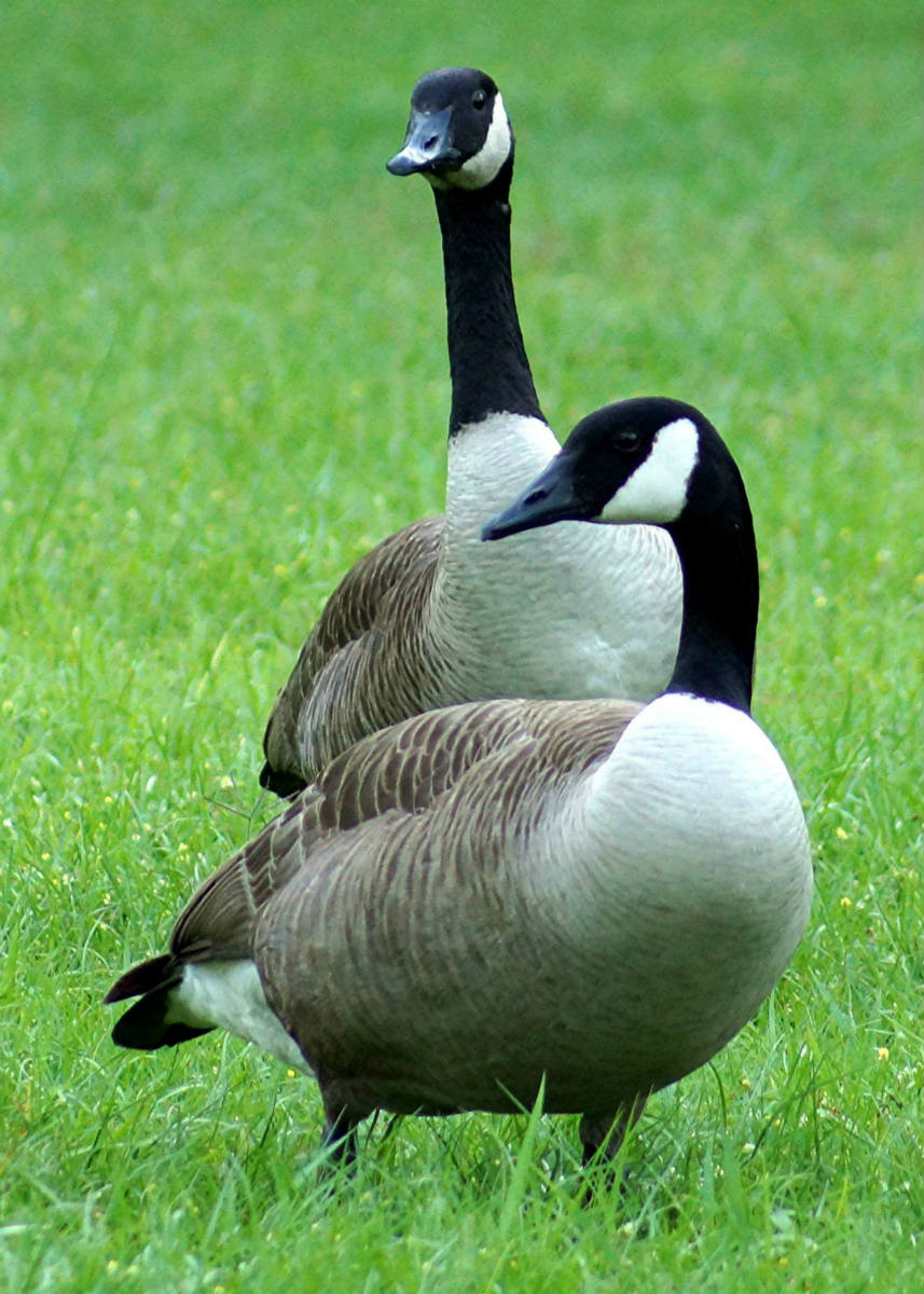 Solve Canadian Geese. jigsaw puzzle online with 140 pieces