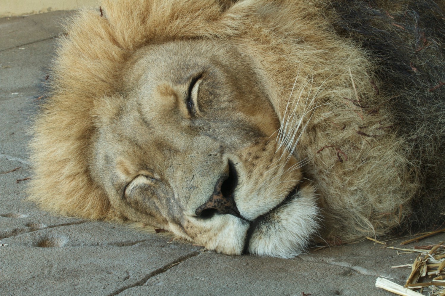 Solve Lion at Canberra Zoo jigsaw puzzle online with 70 pieces