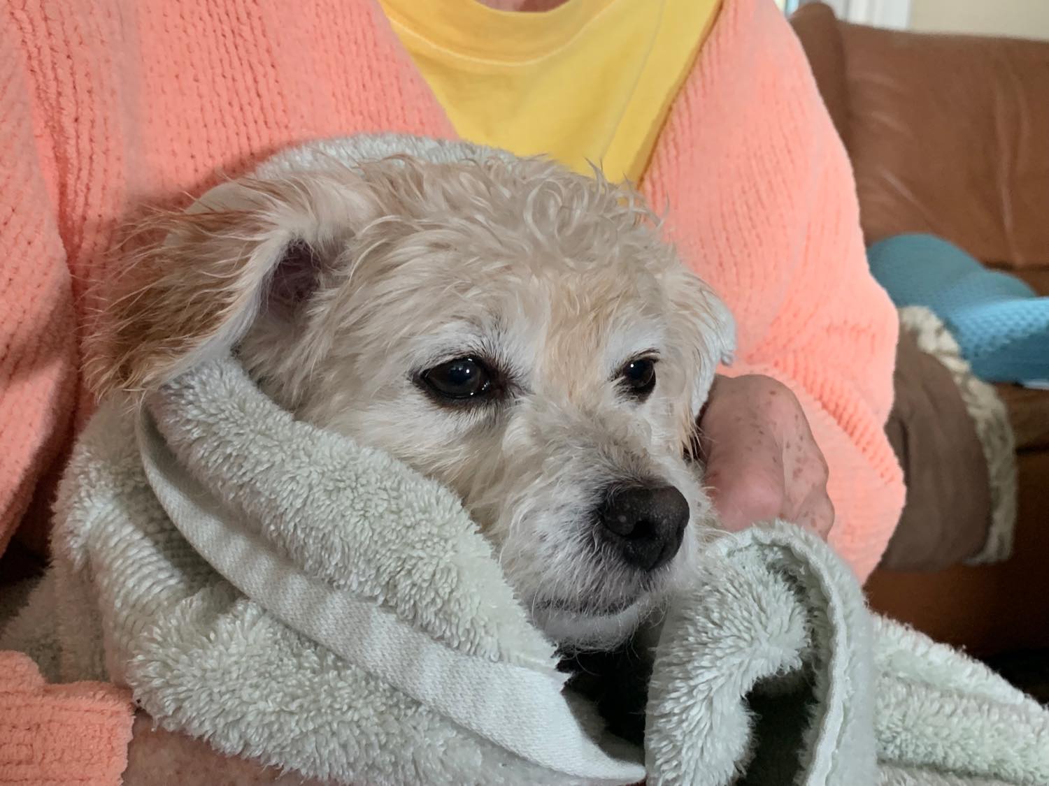 Solve Ollie jigsaw puzzle online with 80 pieces