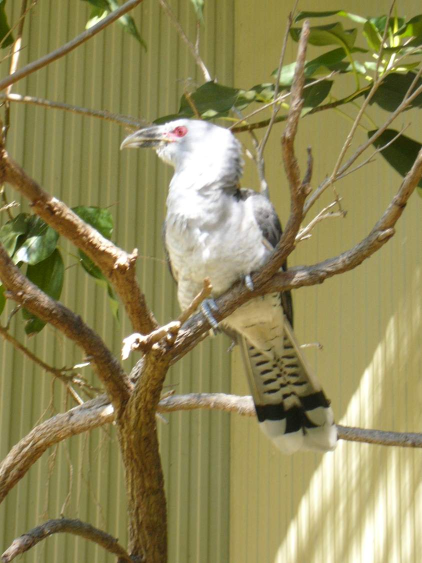 Solve ChannelBilled Cuckoo jigsaw puzzle online with 48 pieces