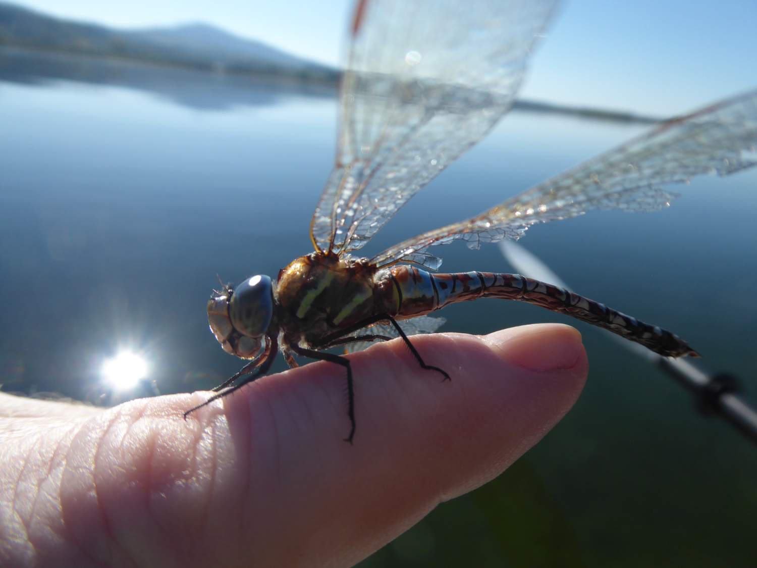 Solve a hitchhiker jigsaw puzzle online with 63 pieces