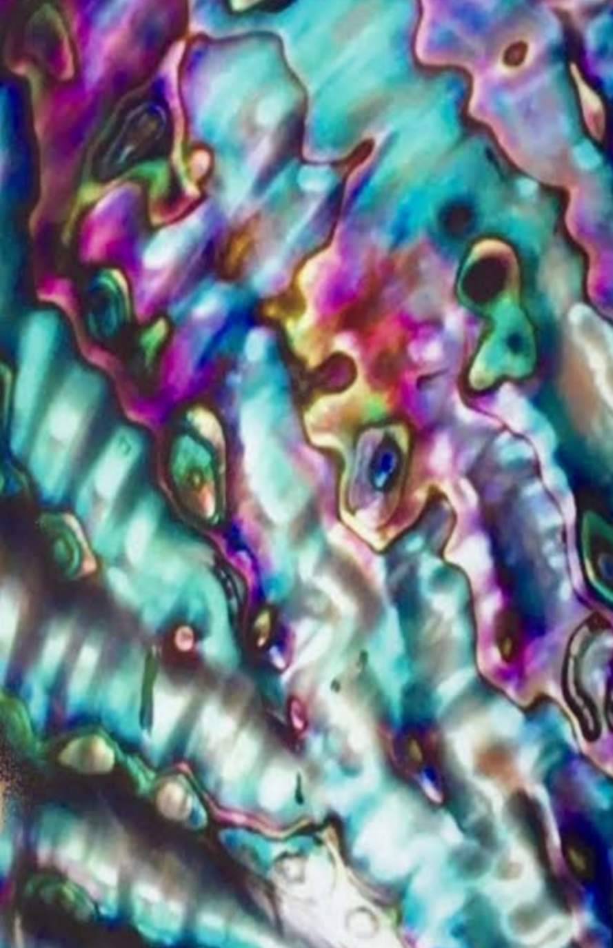 Solve Abalone Shell jigsaw puzzle online with 77 pieces