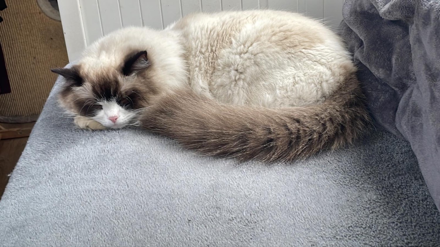 Jigsaw Puzzle | Annabelle the Ragdoll Cat Nap | 84 pieces | Jigidi