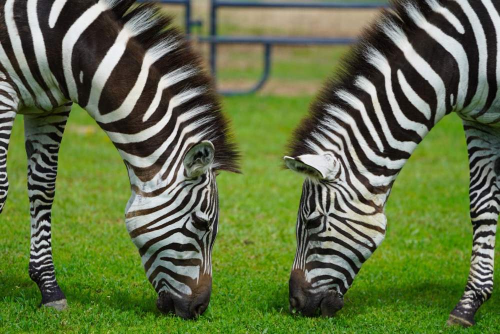 Solve Zebra jigsaw puzzle online with 12 pieces