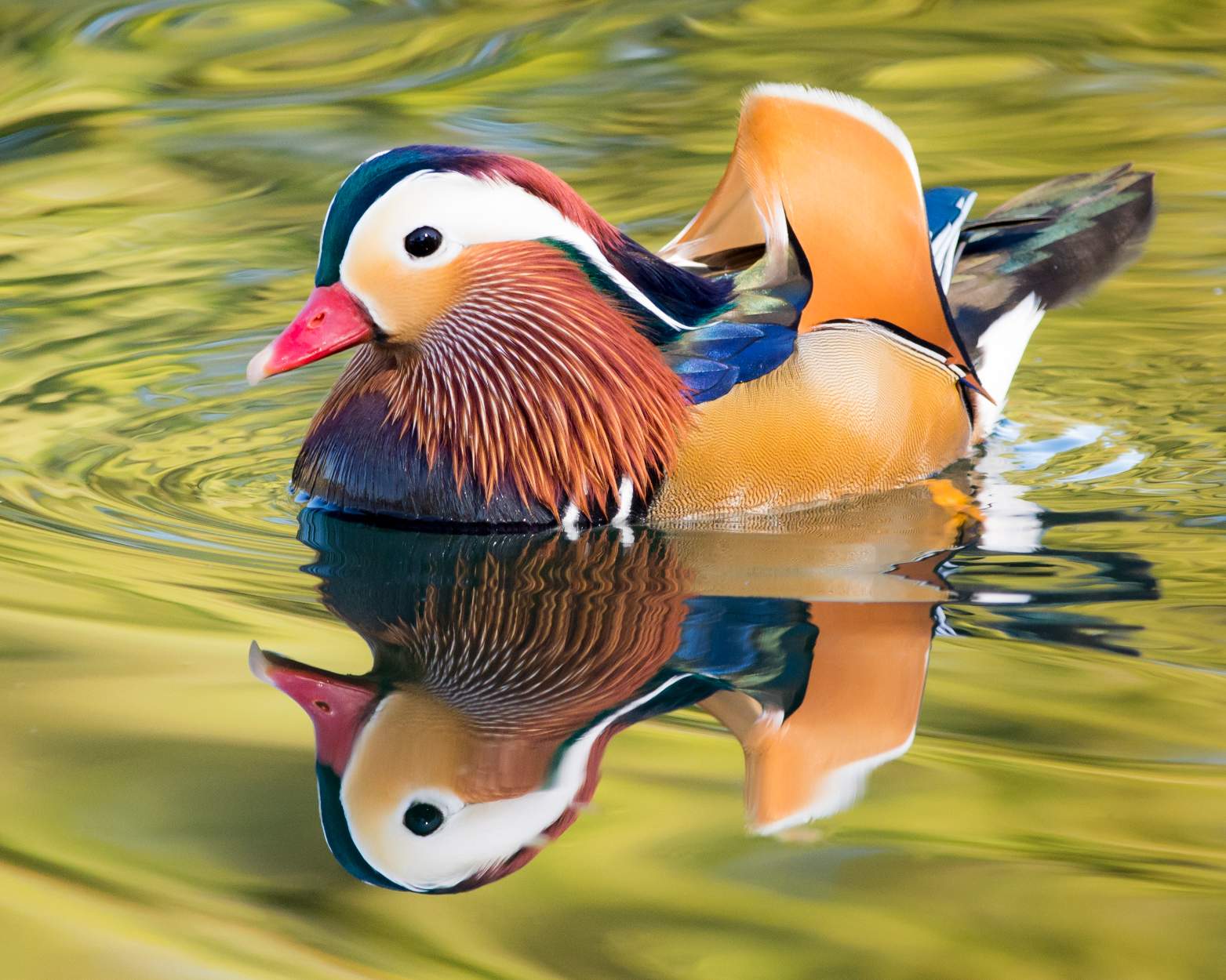 Jigsaw Puzzle Mandarin Duck 130 pieces Jigidi