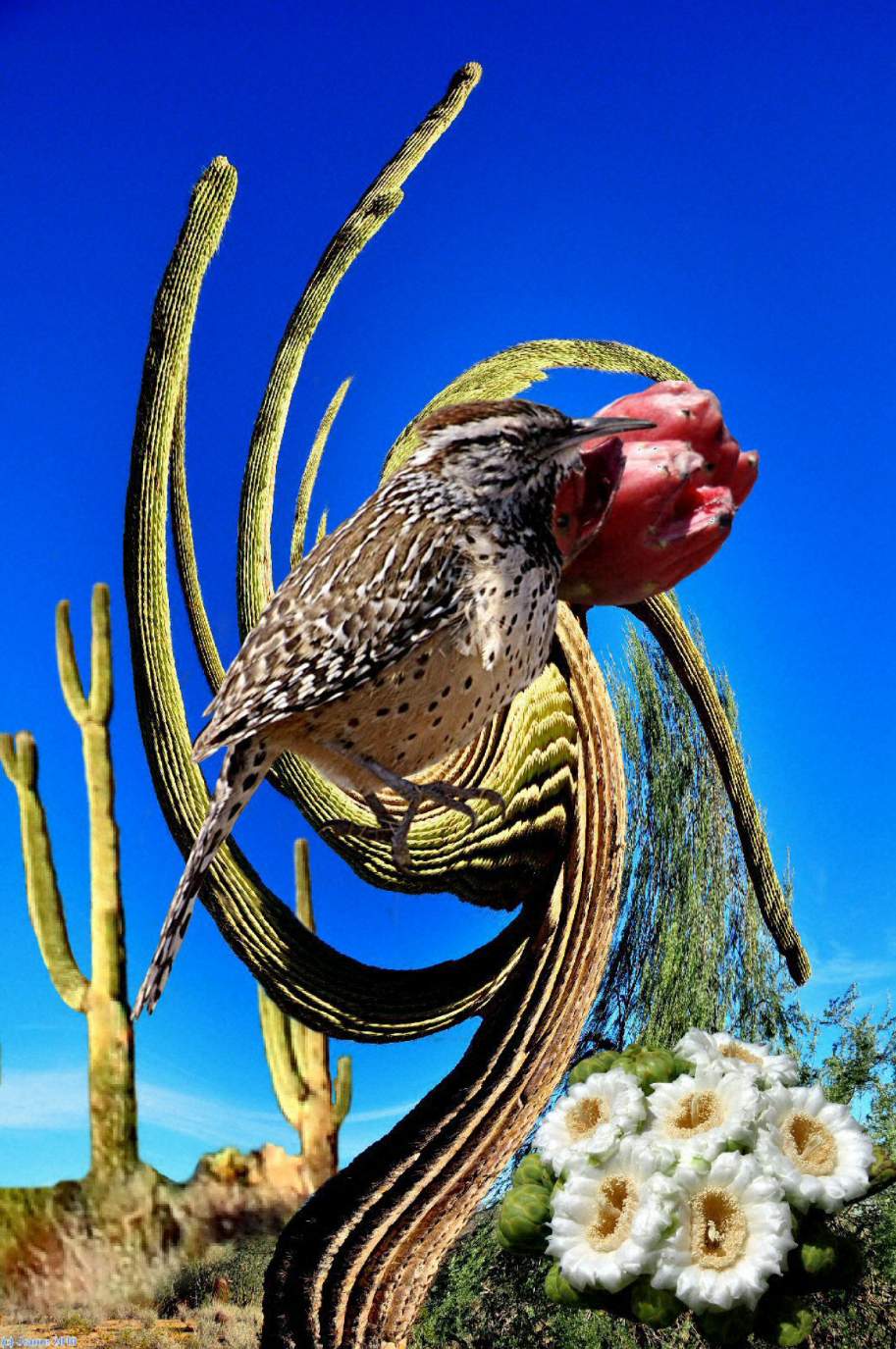 Solve Arizona's State Bird - Cactus Wren jigsaw puzzle online with 77