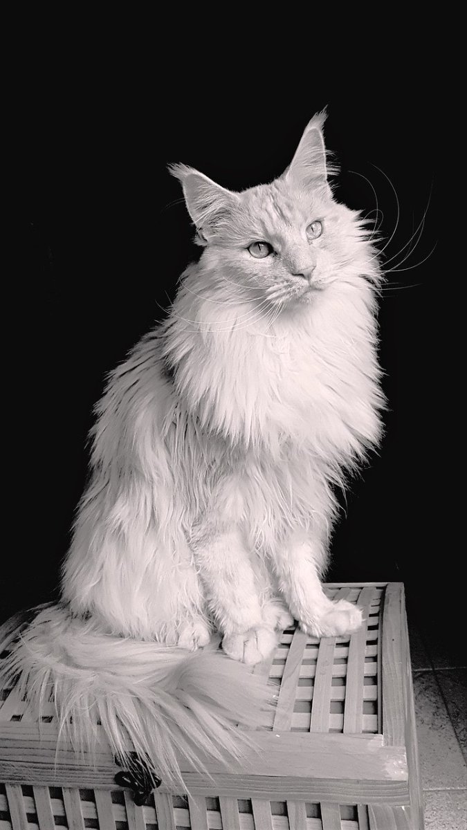 Solve Maine Coon Cat... jigsaw puzzle online with 18 pieces