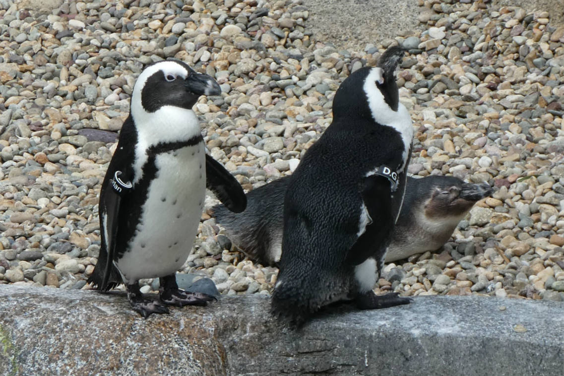 Solve African Penguins, San Diego Zoo jigsaw puzzle online with 35 pieces