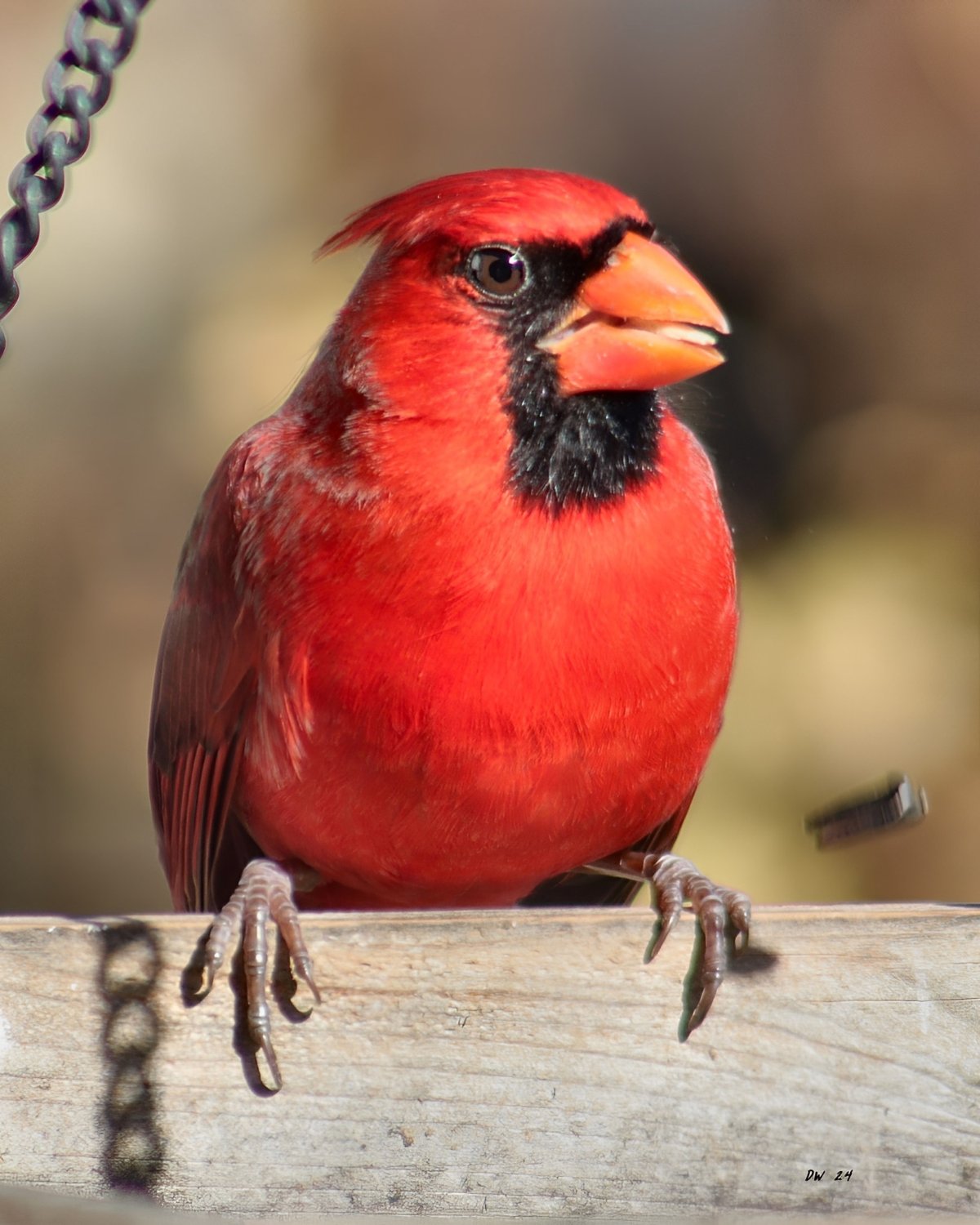 Solve Cardinal jigsaw puzzle online with 180 pieces