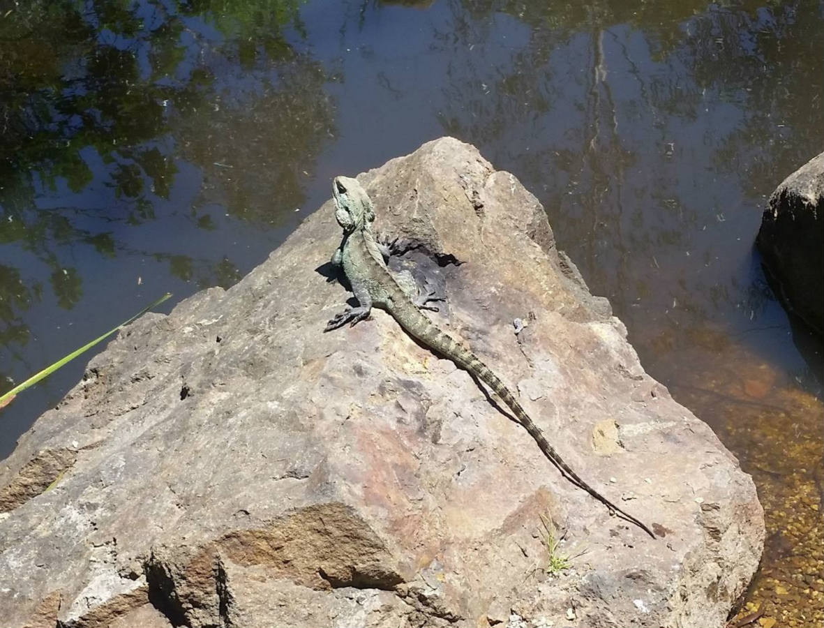 Solve Lizard in Canberra Botanical Garden jigsaw puzzle online with 88