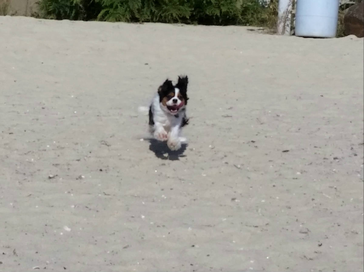 Solve Cavalier King Charles at play jigsaw puzzle online with 108 pieces