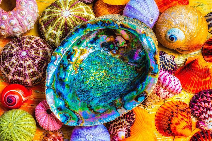 Solve AbaloneShellWithColorfulSeashells jigsaw puzzle online with 70 pieces