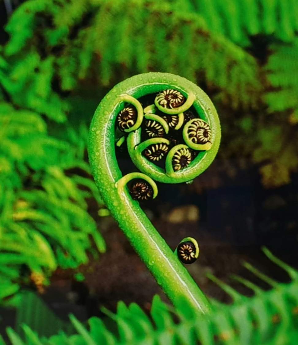 Solve SILVER FERN FROND Jigsaw Puzzle Online With 30 Pieces