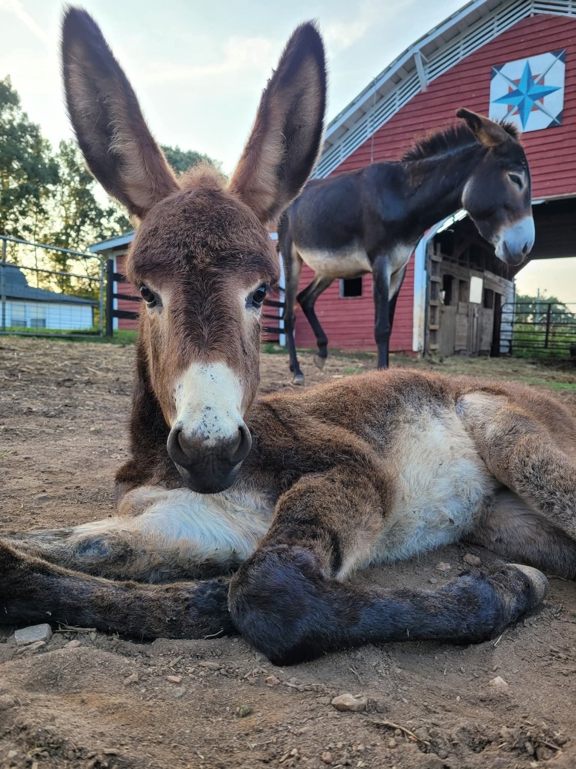 Solve Donkey jigsaw puzzle online with 500 pieces