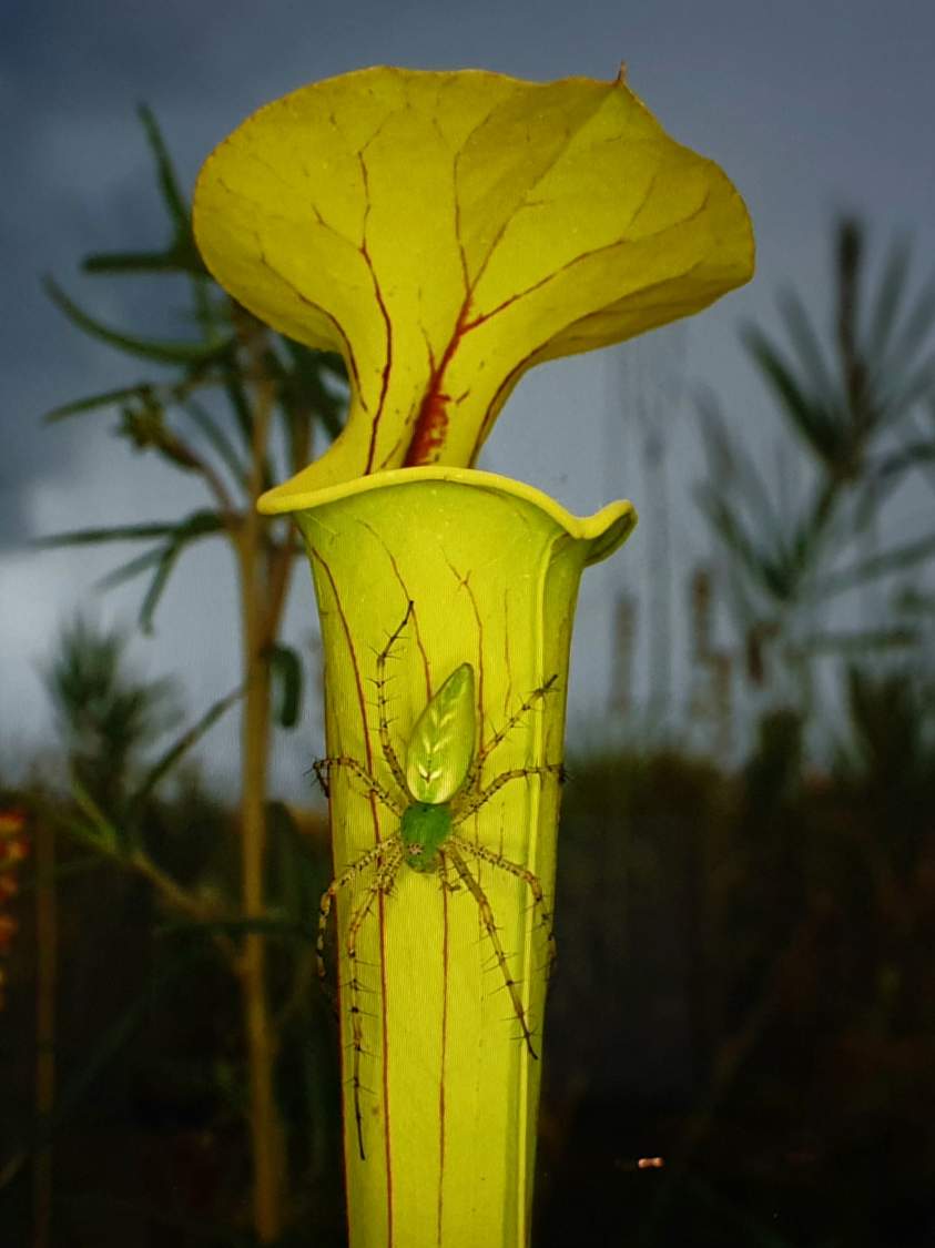 Jigsaw Puzzle | LYNX SPIDER ON PITCHER PLANT | 35 pieces | Jigidi