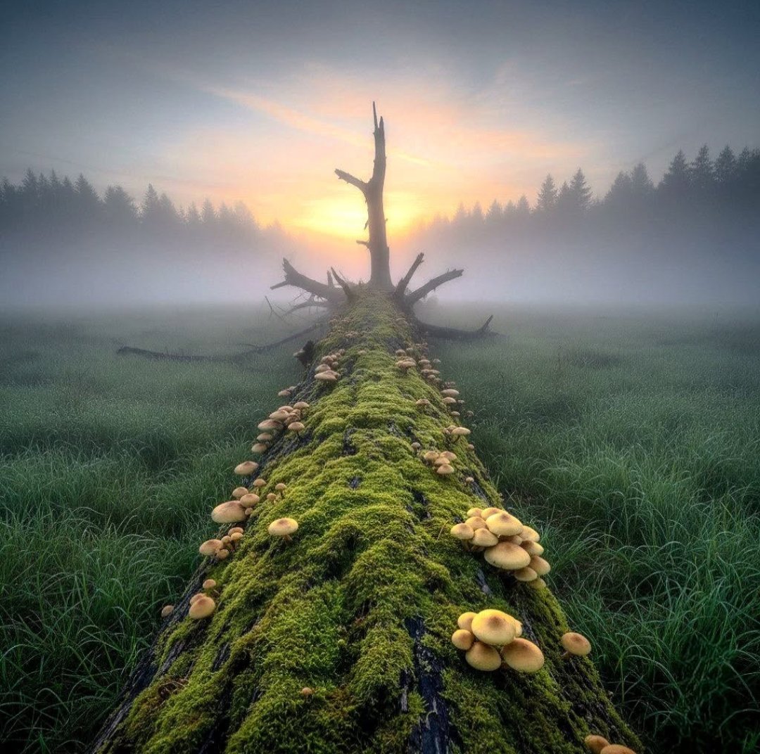 Solve Nature jigsaw puzzle online with 225 pieces