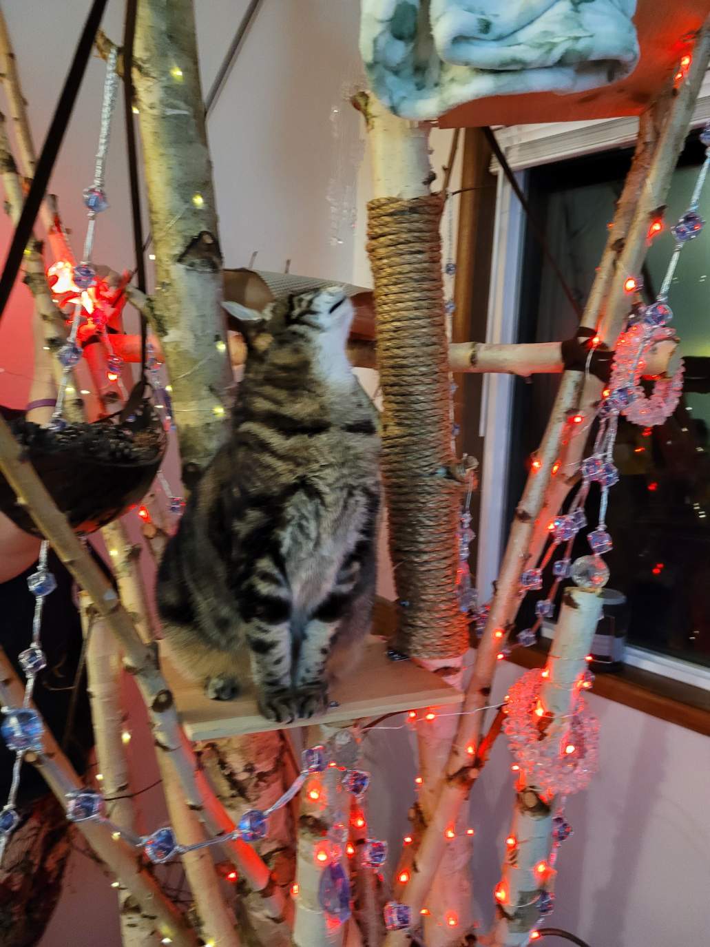 Solve Kate the Cat Examining the Cat tree jigsaw puzzle online with