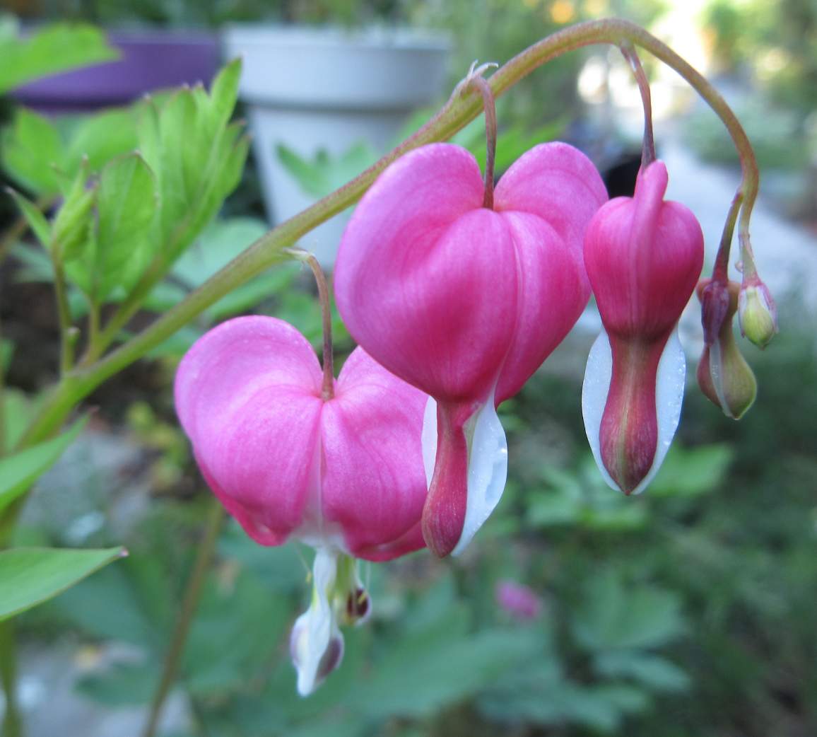 Solve Bleeding or Broken Hearts Plant jigsaw puzzle online with 25 pieces