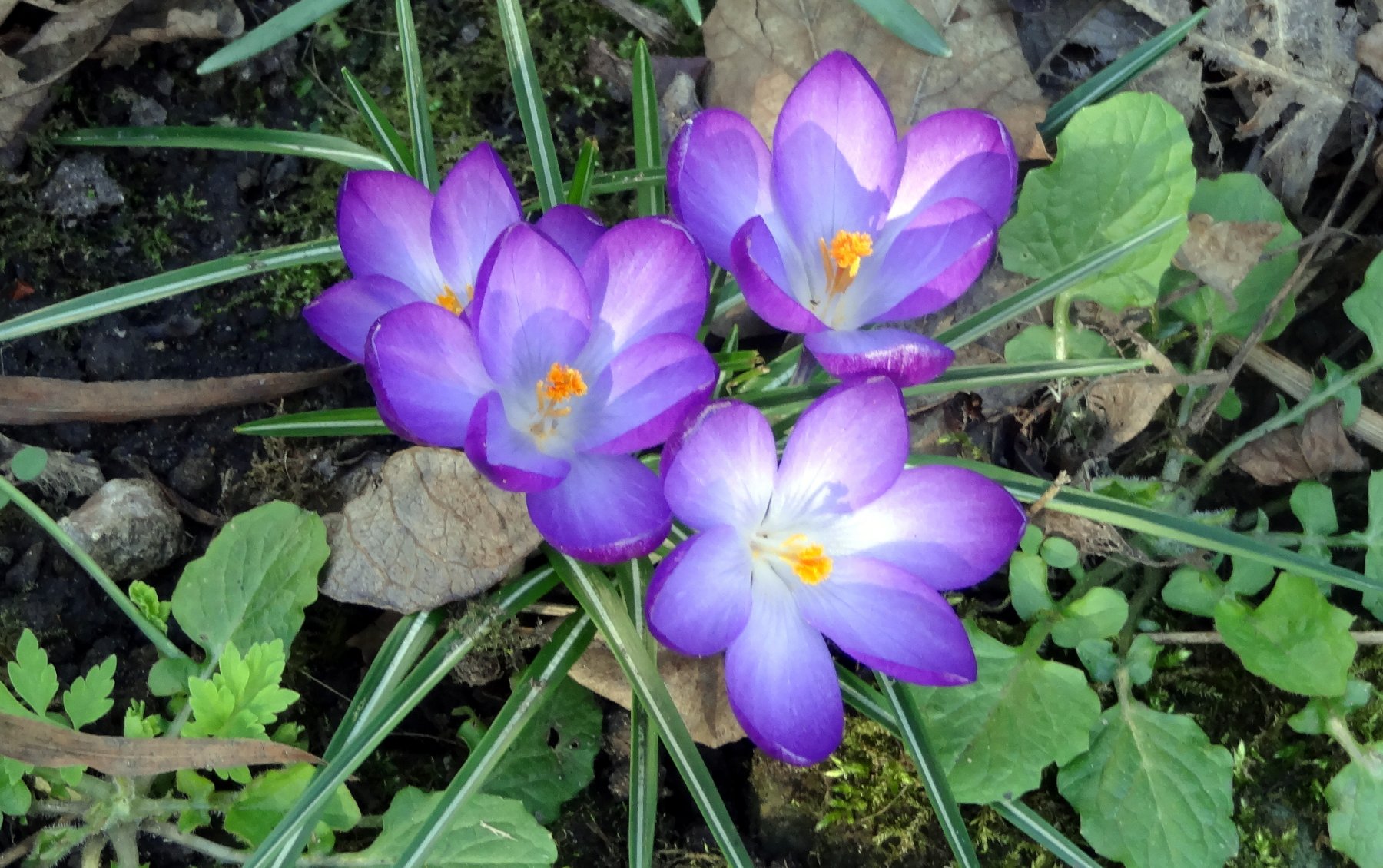 Solve Crocuses jigsaw puzzle online with 54 pieces