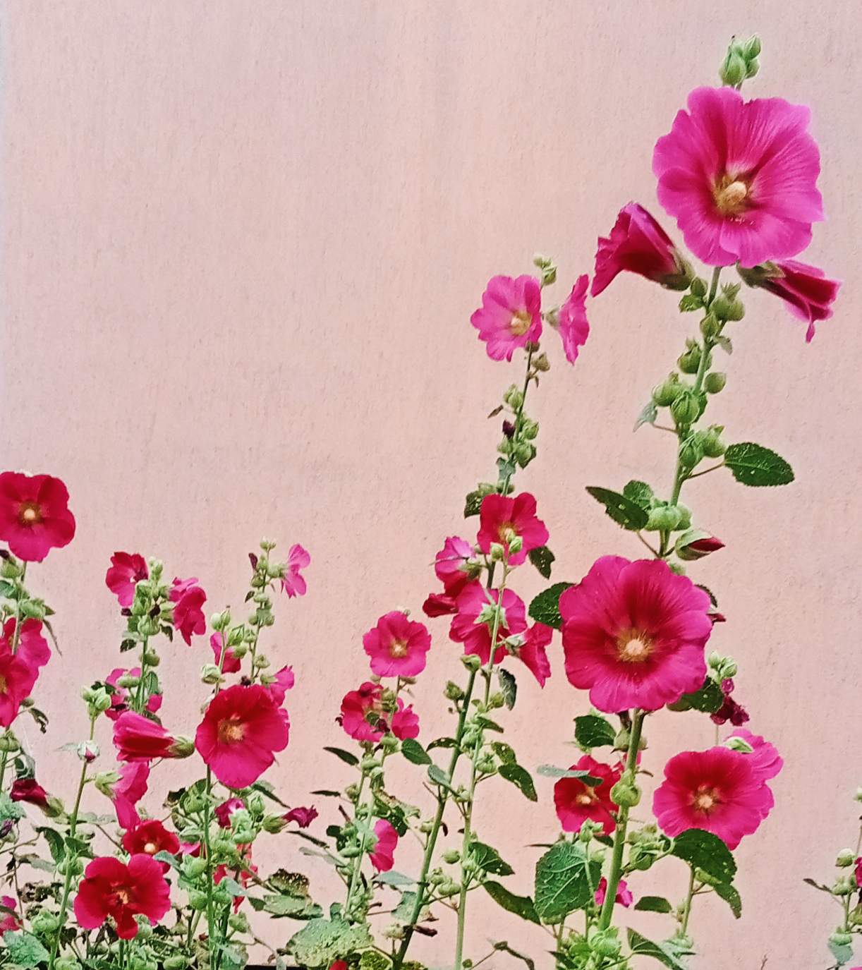Solve Alcea rosea jigsaw puzzle online with 110 pieces