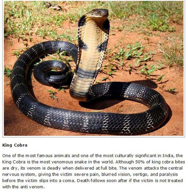 Solve KingCobra jigsaw puzzle online with 36 pieces