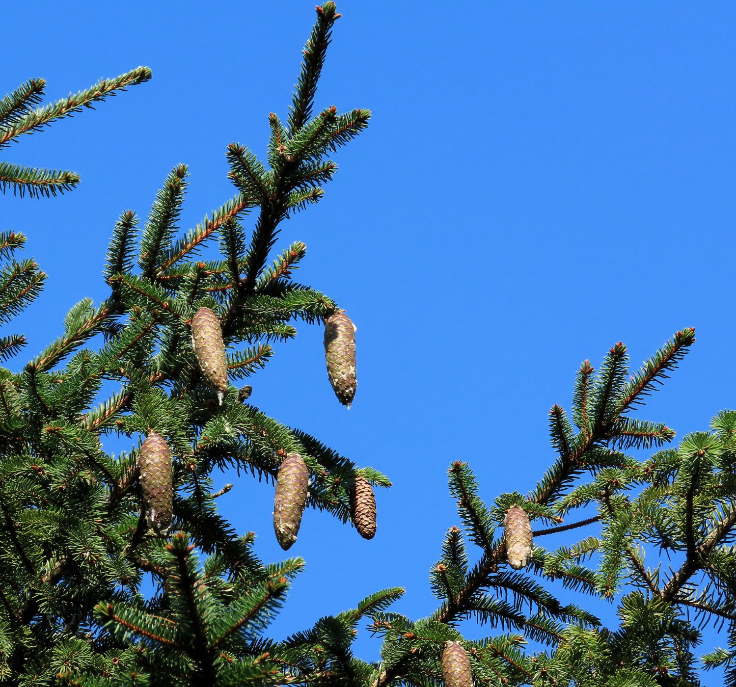 Solve spruce cones (spar apples) jigsaw puzzle online with 56 pieces