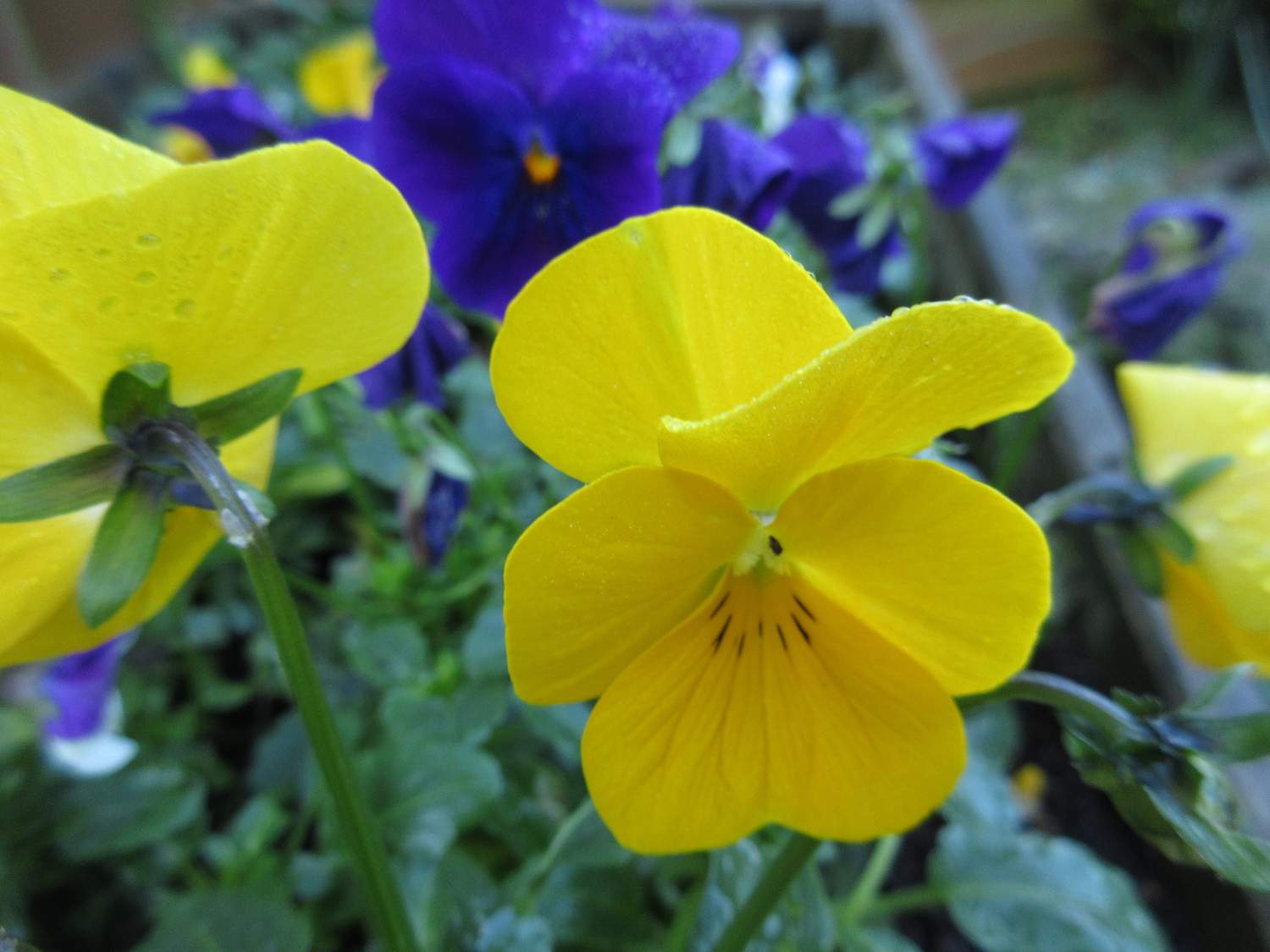 Solve Winter Violas in the wheelbarrow planter jigsaw puzzle online