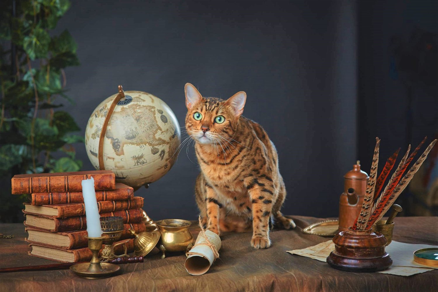 Solve Add a caption! jigsaw puzzle online with 12 pieces