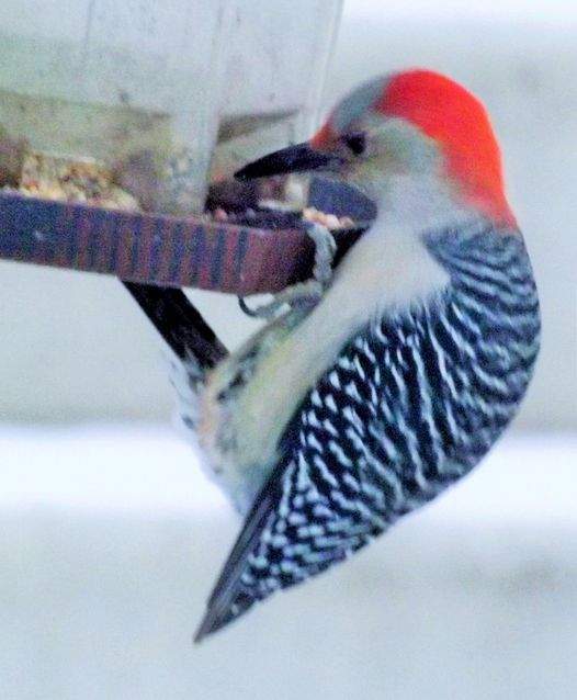 Solve FEMALE RED BELLY WOODPECKER jigsaw puzzle online with 63 pieces