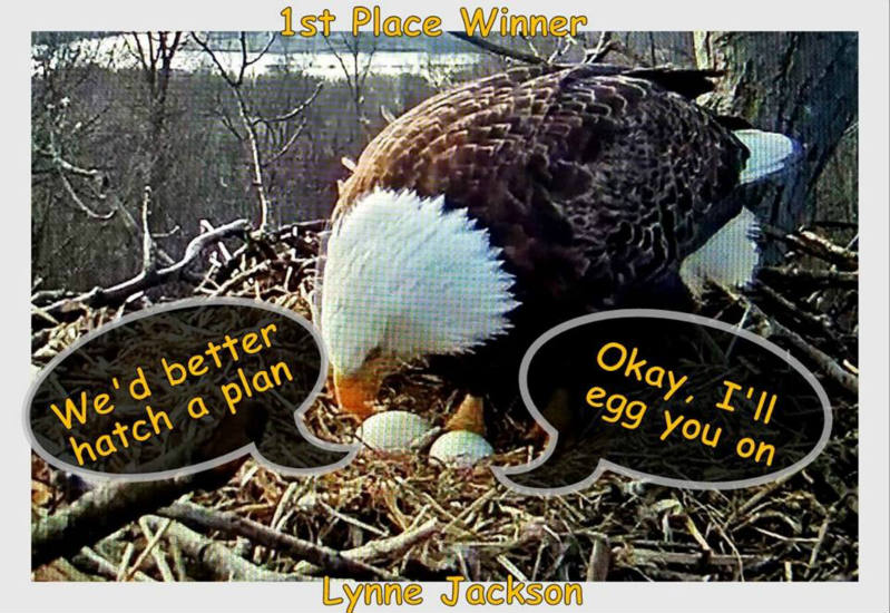 Solve Hanover Eagle Cam jigsaw puzzle online with 12 pieces