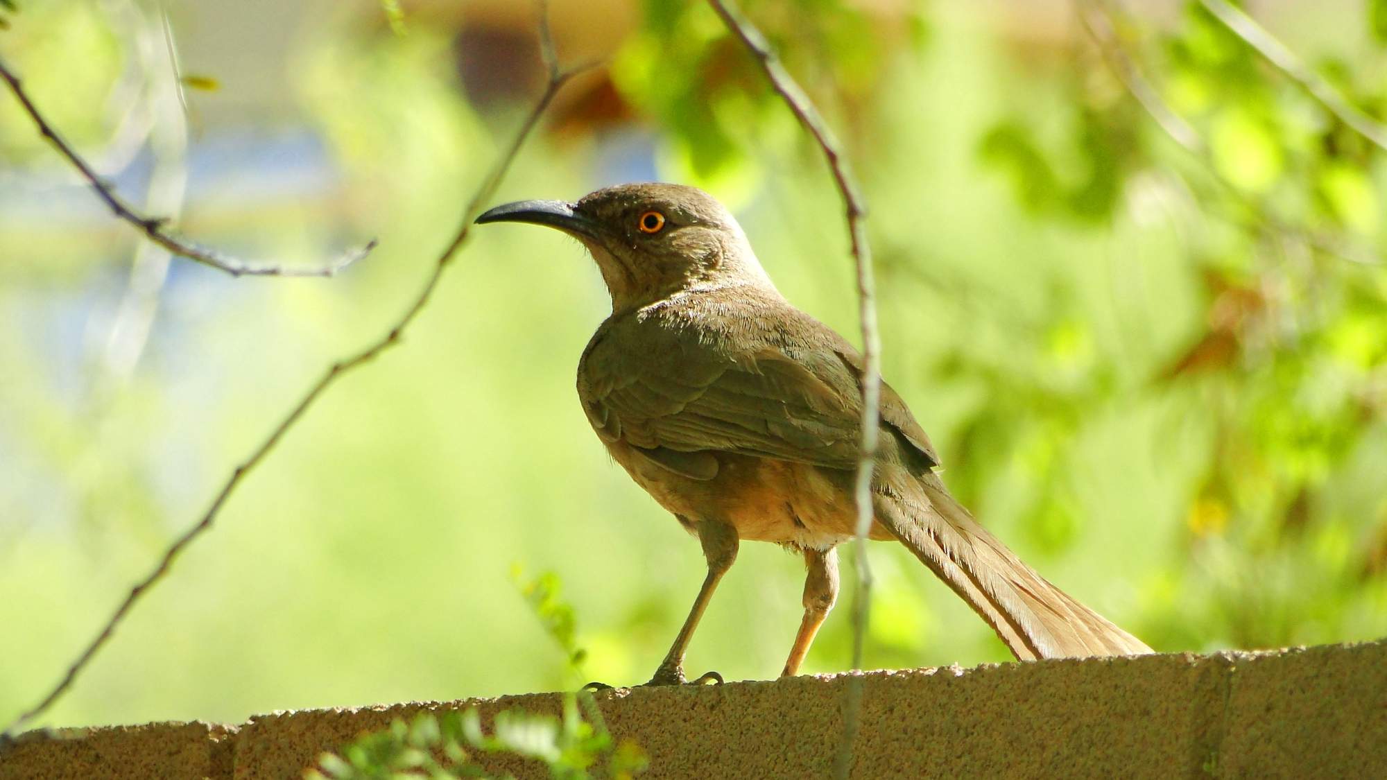 Solve Curve-billed Thrasher jigsaw puzzle online with 264 pieces