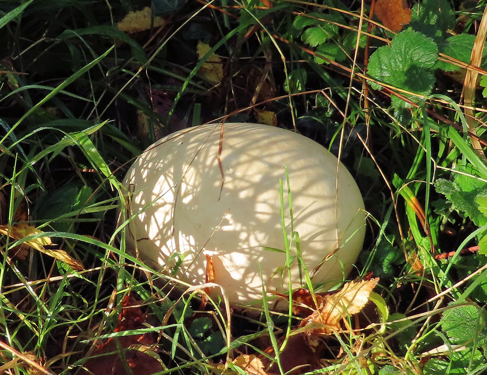 Solve ostrich egg??? jigsaw puzzle online with 48 pieces