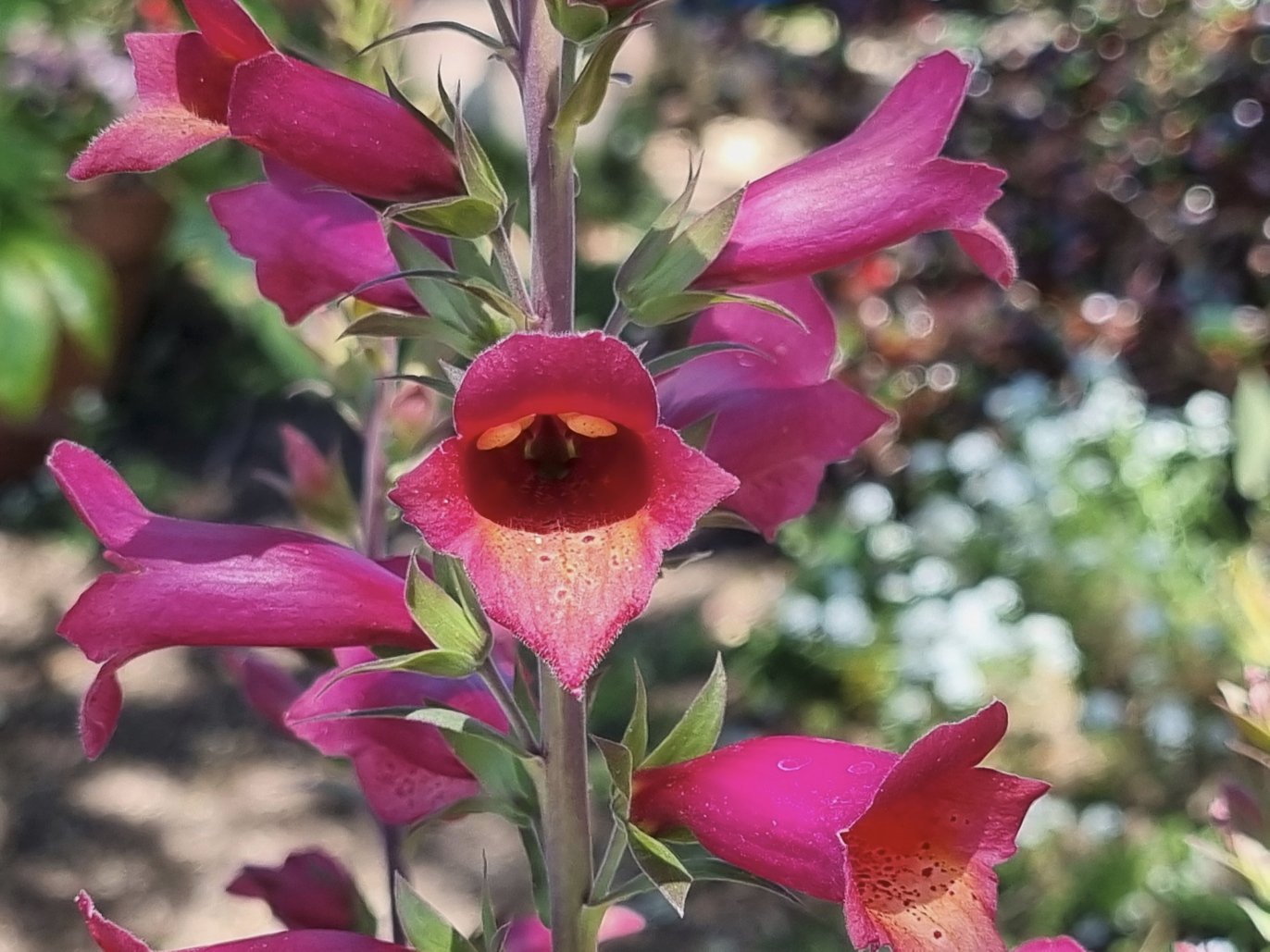 Solve Digitalis Digiplexis jigsaw puzzle online with 48 pieces