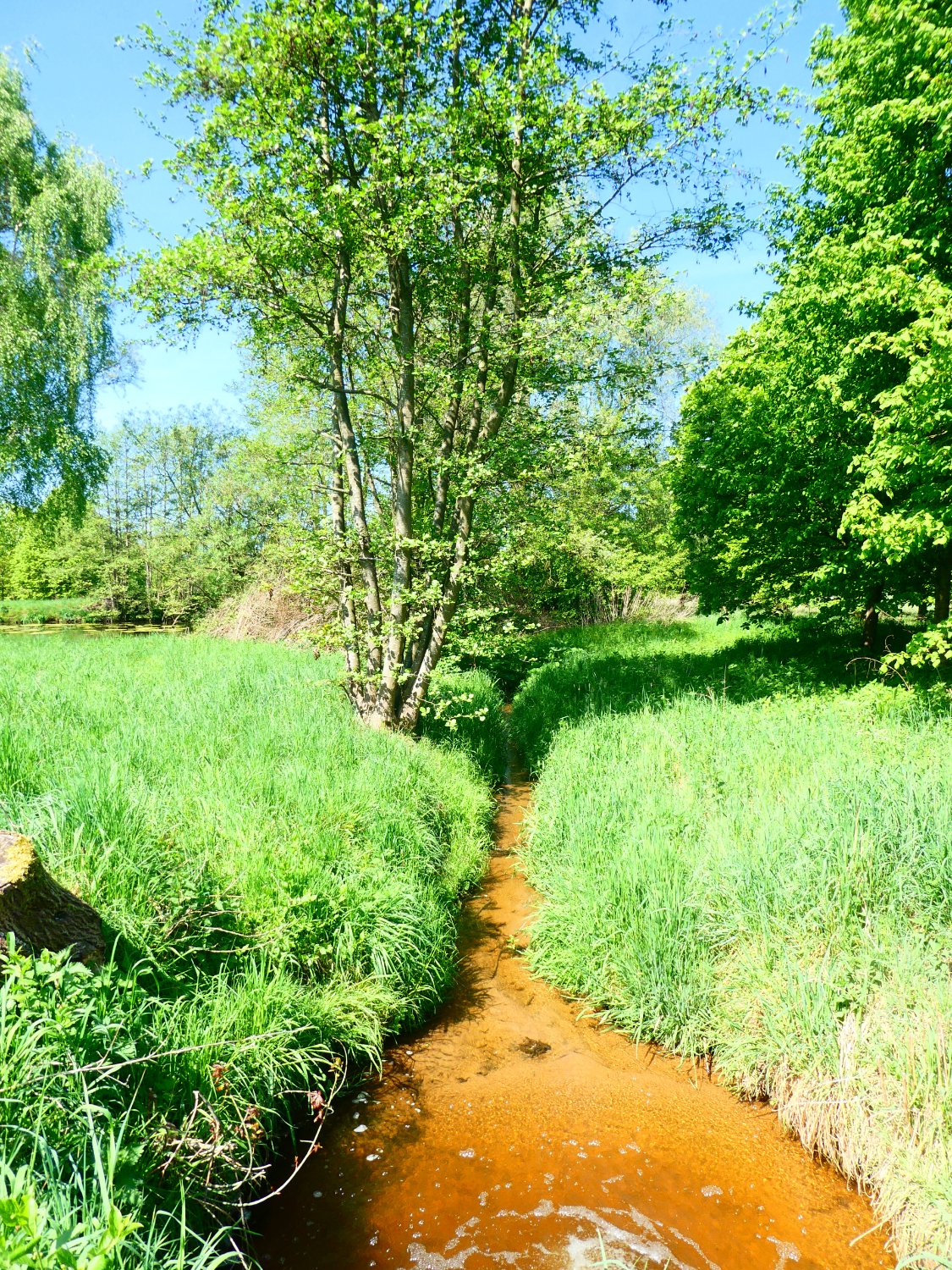 Solve One of the small brooks in the Lime Arboretum. The water looks ...