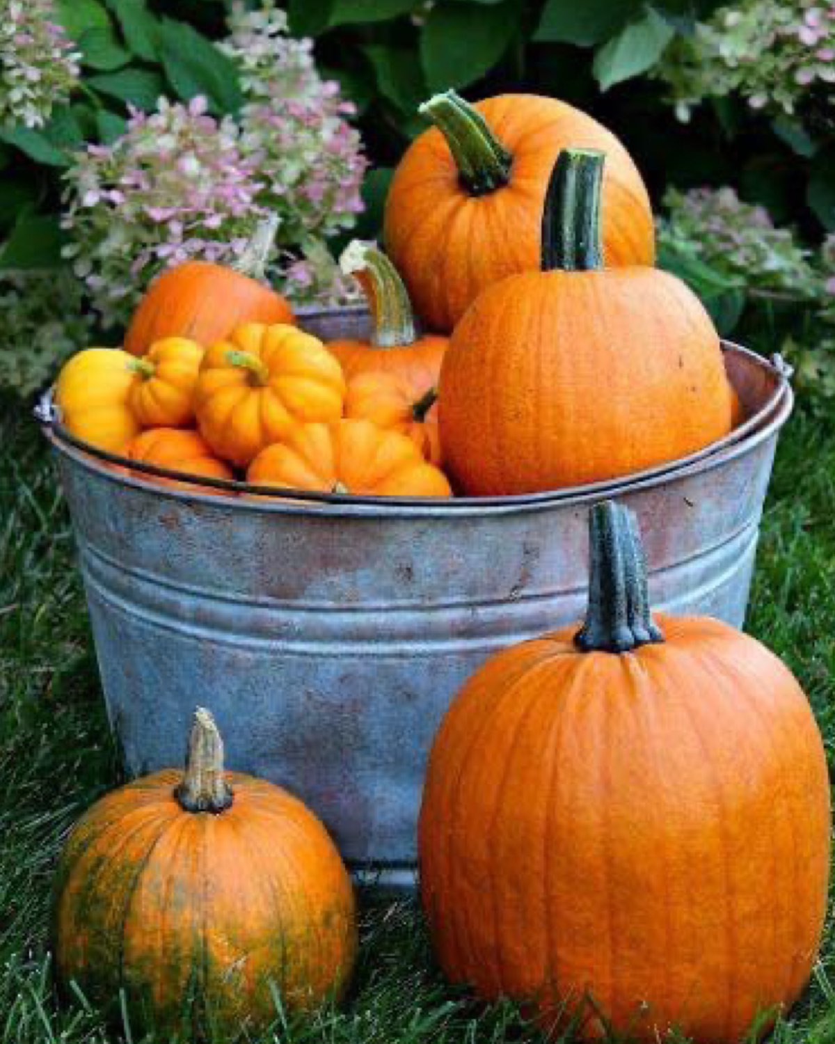 Solve Pumpkins In A Bucket jigsaw puzzle online with 238 pieces