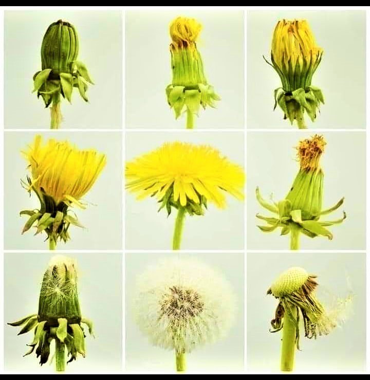 Solve dandelion jigsaw puzzle online with 144 pieces