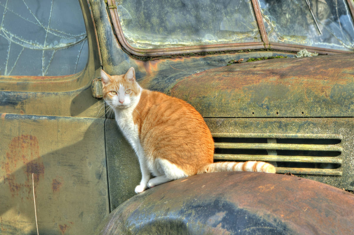 Solve Dodge the Cat 54 pieces jigsaw puzzle online with 54 pieces