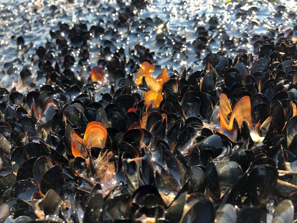 Solve Dead mussels and clams coated rocks in the Pacific Northwest ...