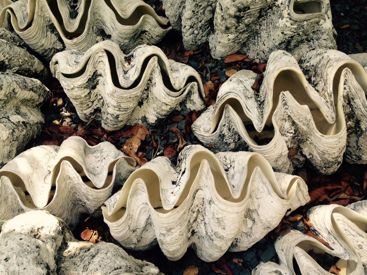 Solve Curious / Odd / Wonderful things? Here: Giant Clams in harvesting ...