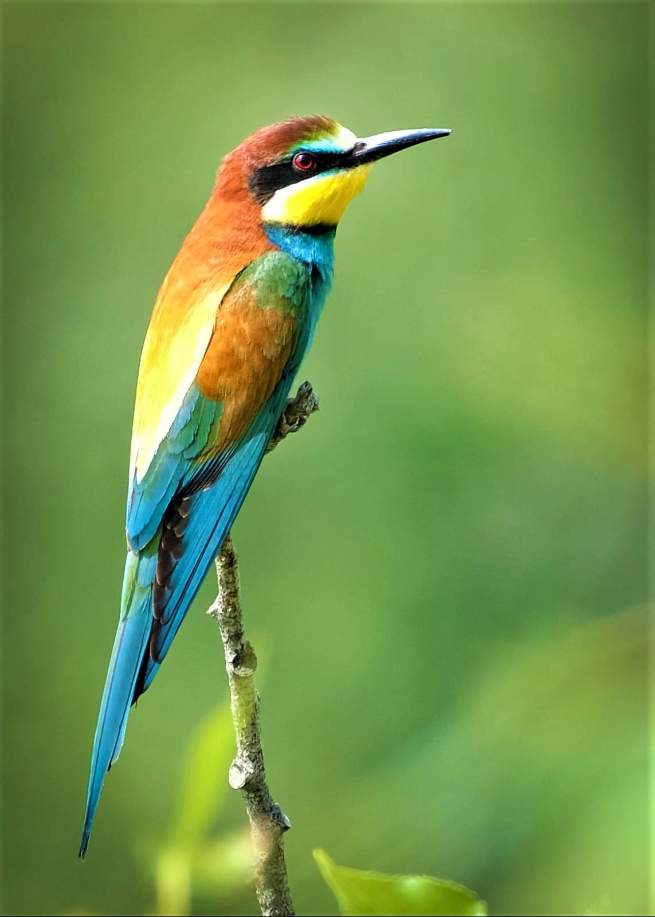 Solve European Bee eater Merops Apiaster Vlha Pestr Jigsaw Puzzle solve-european-bee-eater-merops-apiaster-vlha-pestr-jigsaw-puzzle