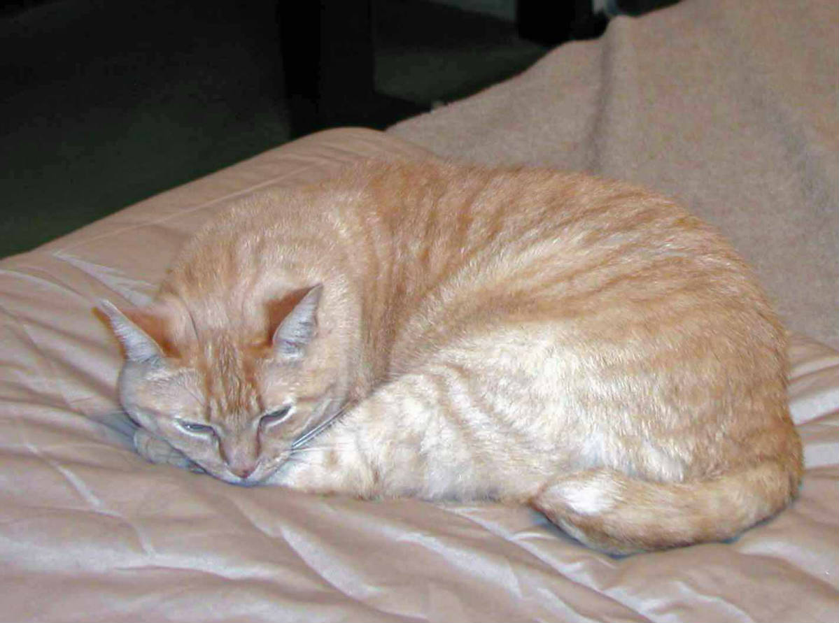 Solve No you can't make the bed now!! jigsaw puzzle online with 70 pieces