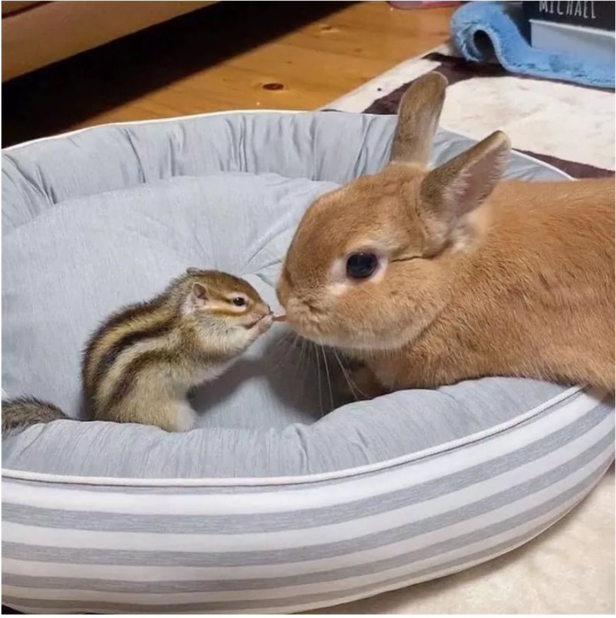 Chipmonk Rabbit Mix Solve Bunny and Chipmunk/ Hand Squirrel. Make Adorable Friends jigsaw ...