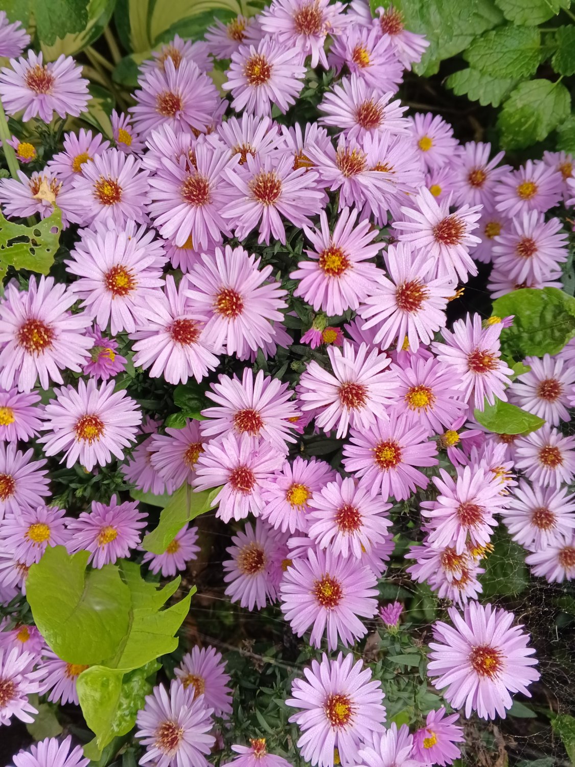 Solve astra krovitá jigsaw puzzle online with 336 pieces