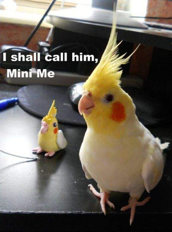 Solve 16funny_captions jigsaw puzzle online with 12 pieces