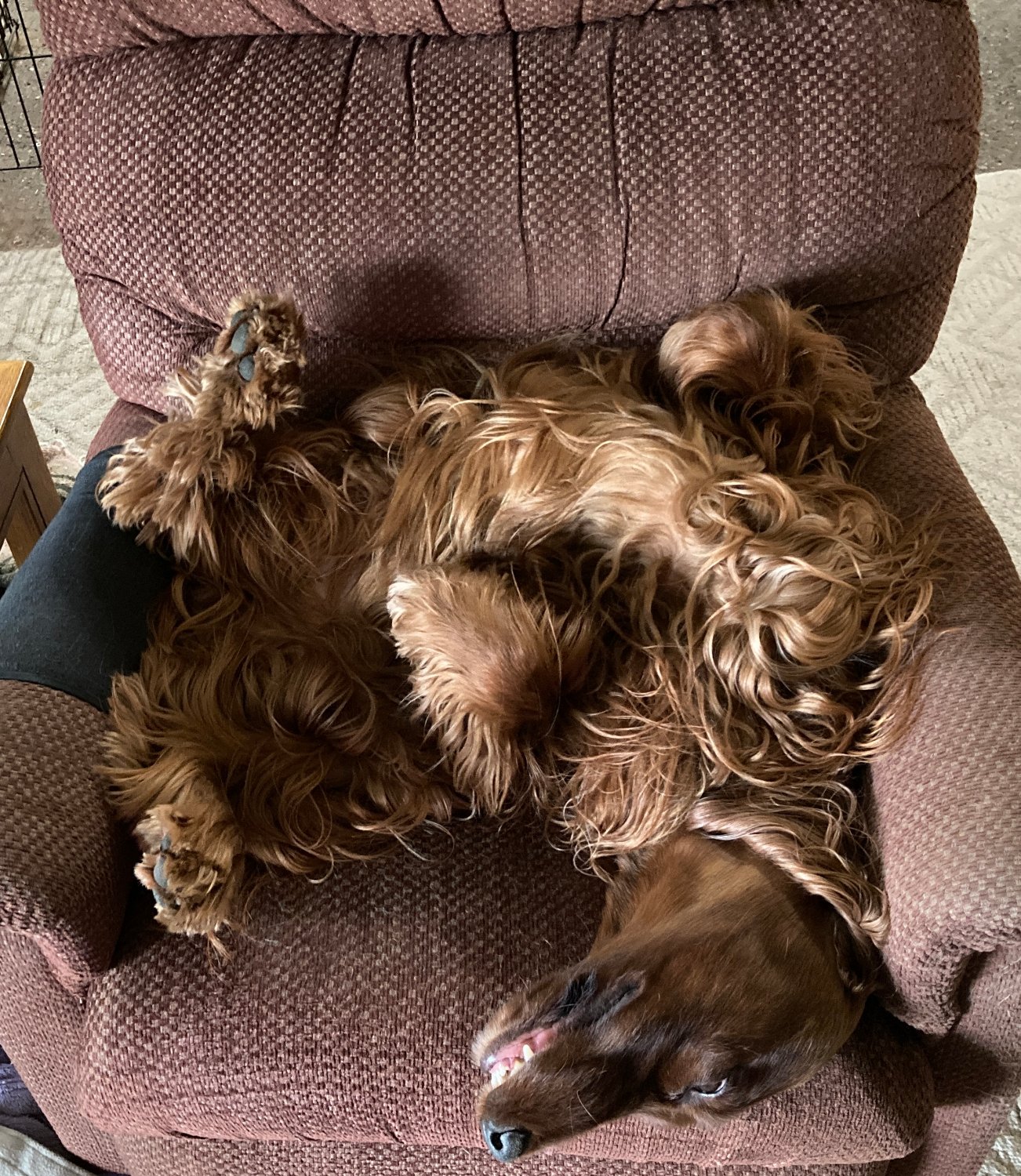 Irish Setter Popularity Puzzle: Experts Weigh In - pp8bvqb