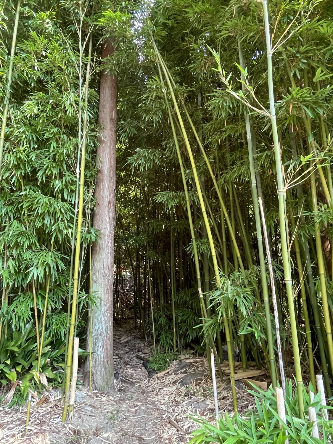 Jigsaw Puzzle | 48 pieces | 竹と木 Bamboo and Tree | Jigidi